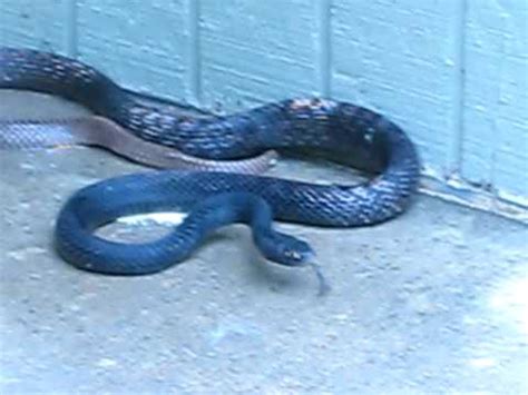 coachwhip snake chasing human.